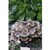Maitake Immune boosting Dancing Mushroom The Alchemist's Kitchen