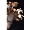 Cogumelo Maitake