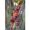 Foraging Wood Ear Mushrooms (Auricularia sp )
