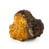 Chaga mushroom(1)
