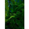 Inspired by Seaweed