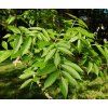 Fraxinus excelsior