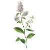 Meadowsweet Maine Native Plants