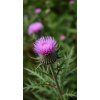 1 Milk Thistle – The Ultimate Liver Protector 🛡️🌱