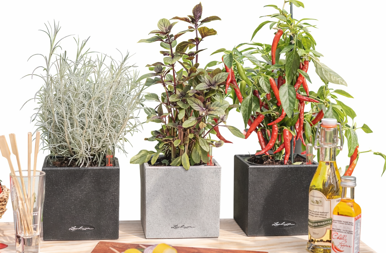 Jak pěstovat bylinky z obchodu, aby vydržely měsíce (ne jen pár dní)