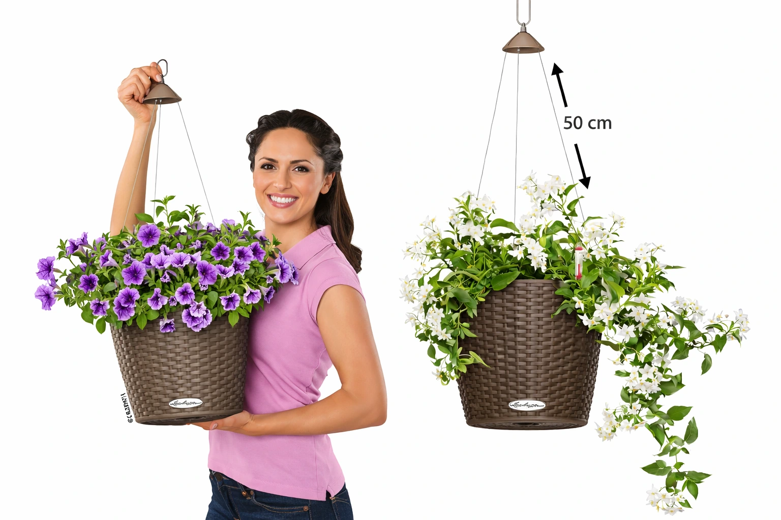 Převislé muškáty a surfinie – jak je pěstovat, aby bohatě kvetly