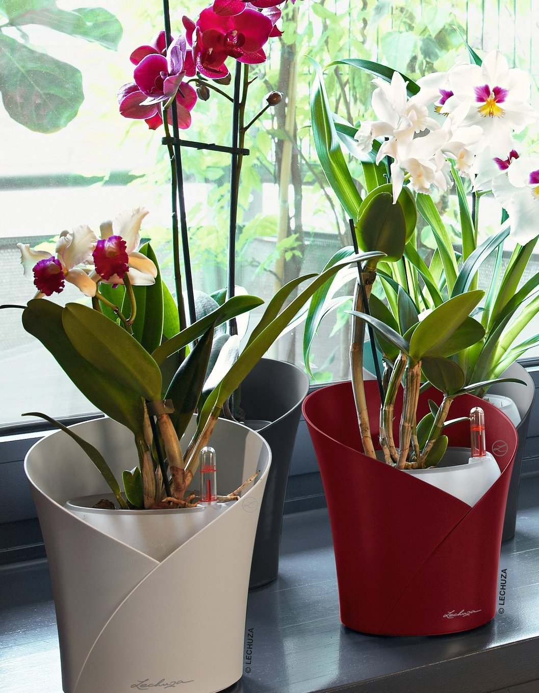 Jak vybrat květináč na orchideje a proč použít samozavlažovací systém