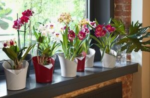 Orchidej – jak pěstovat orchideje, aby dlouho kvetly