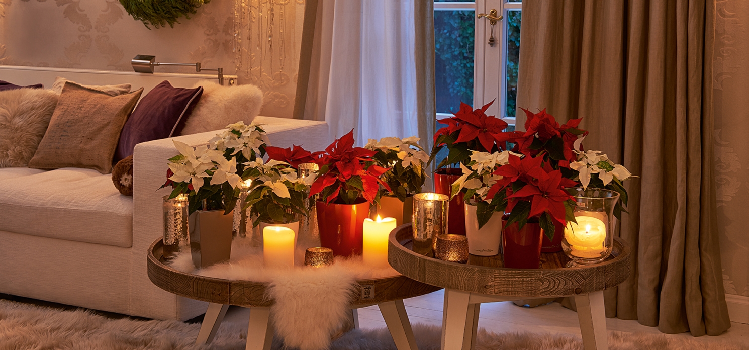 Lechuza Deltini vánoční