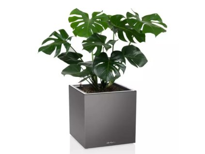 canto premium kostka