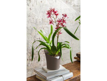 A ORG tp Orchidee 2022
