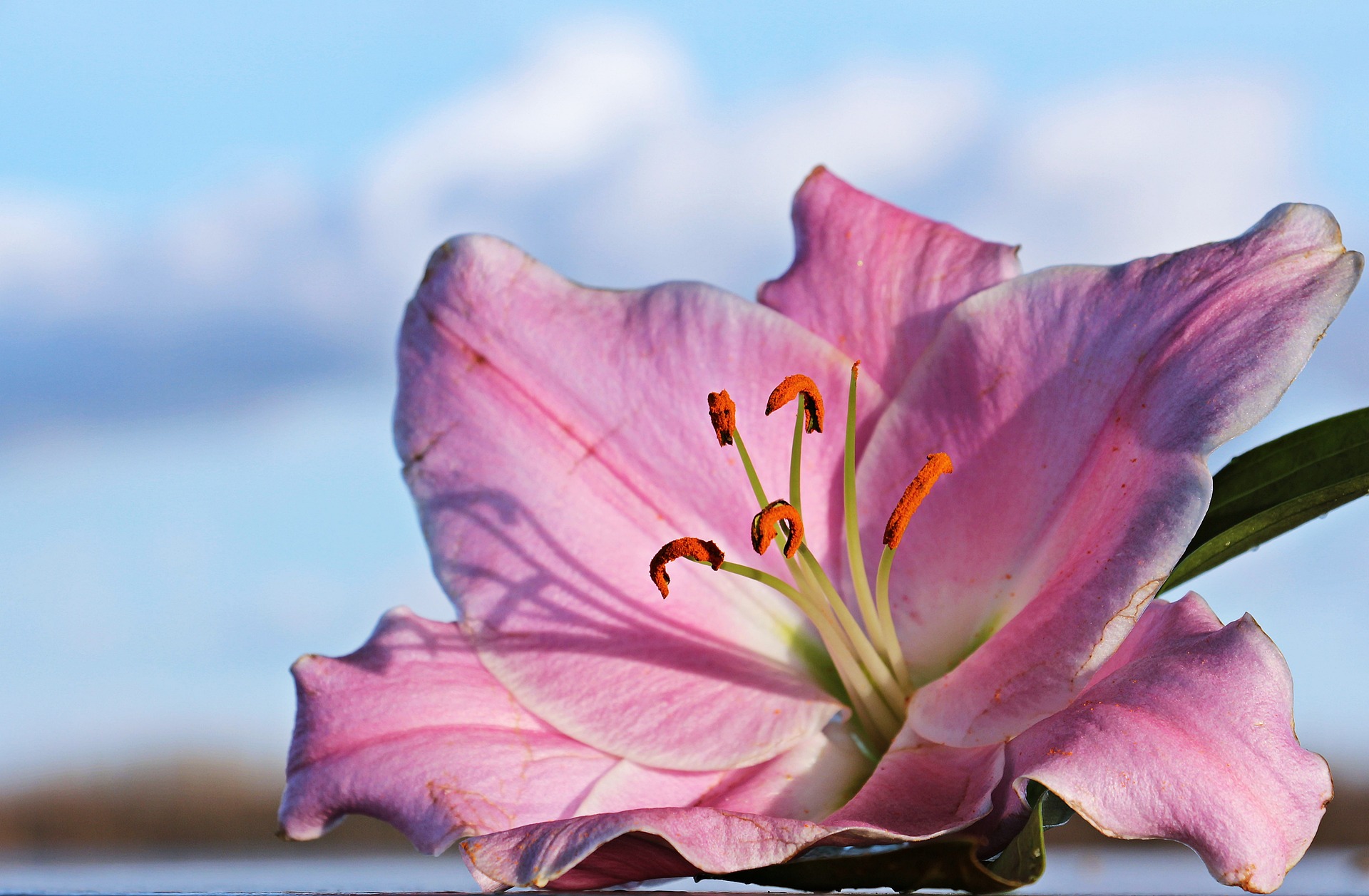 Tajemství smyslnosti: Proč jsou parfémy s liliovou esencí tak oblíbené?