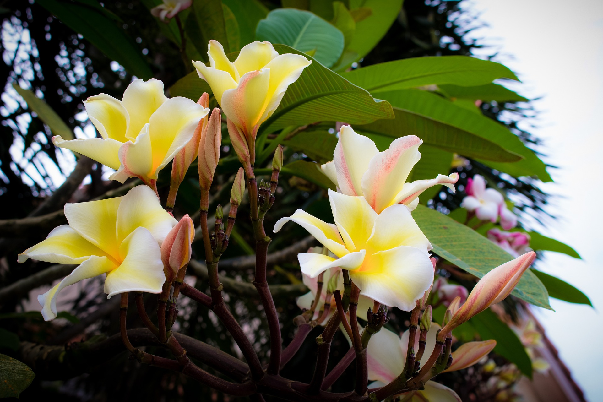 frangipani