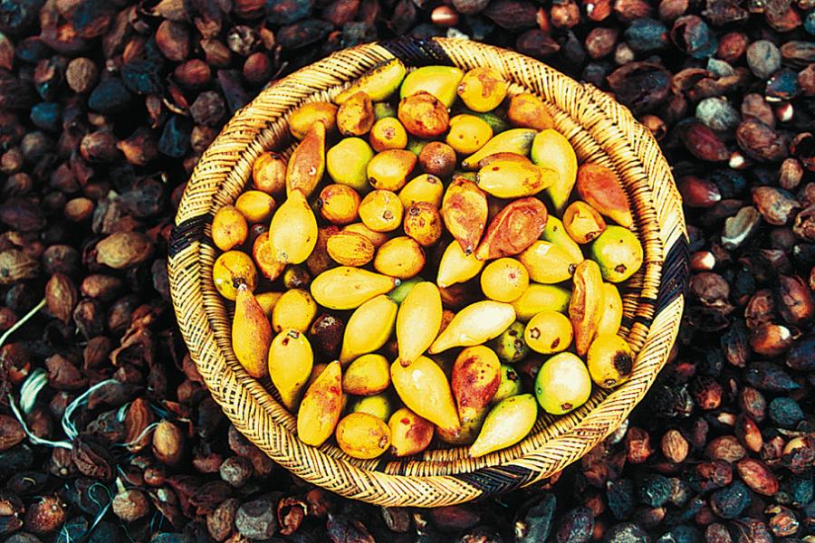 Jak se vyrábí arganový olej