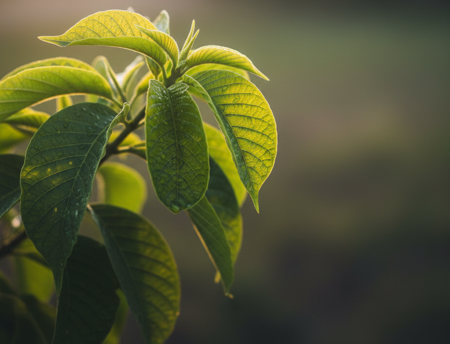 Kde koupit kratom v Praze a Ostravě: Aktuální průvodce 2026