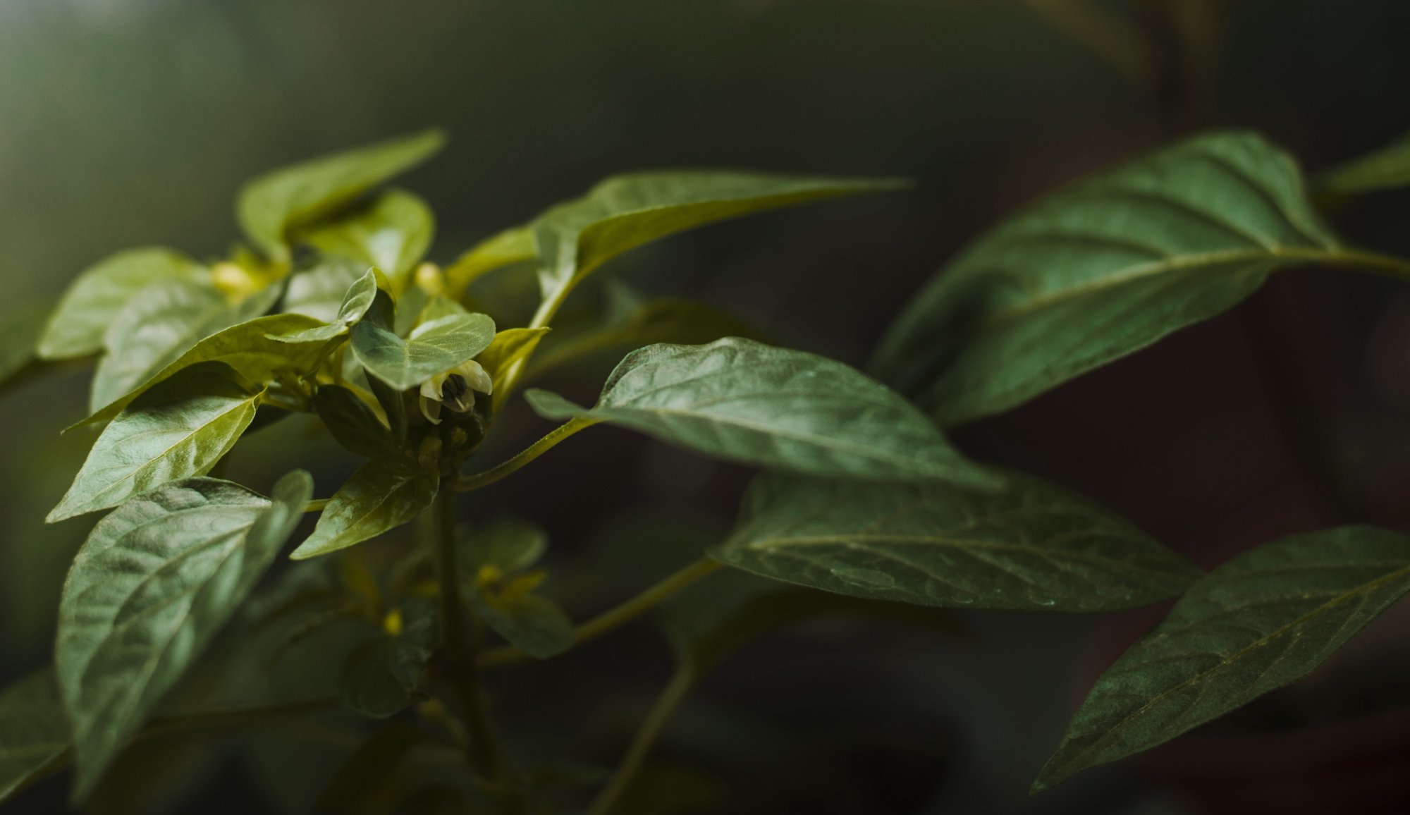 Co je to 7-hydroxymitragynin?