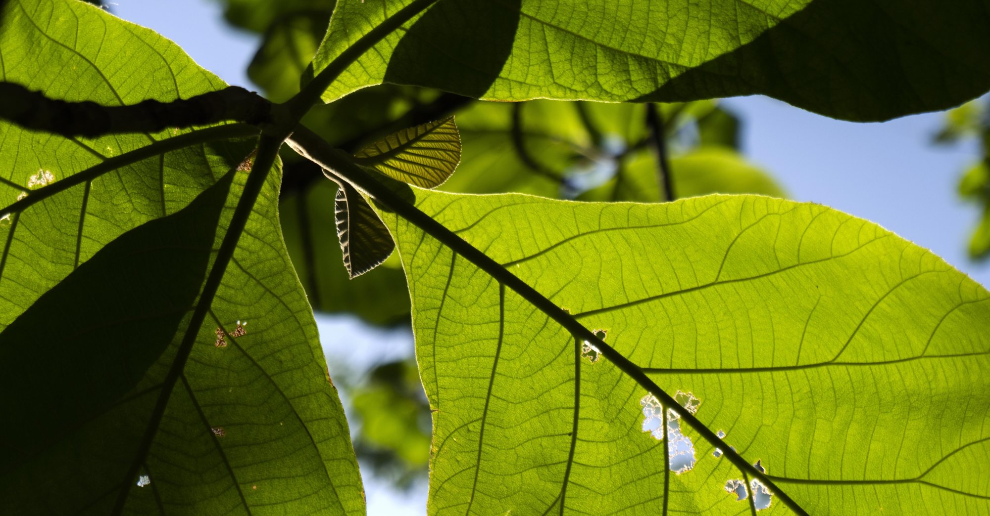 Kratom a nová regulace 2025: Průvodce změnami v legislativě a kde teď koupit