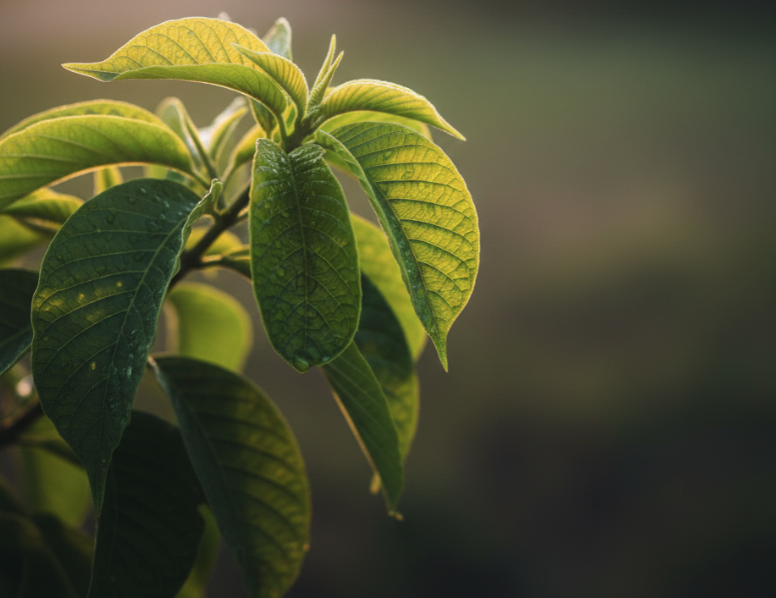 Pravda o předávkování kratomem: Vědecká fakta, limity těla a srovnání rizik