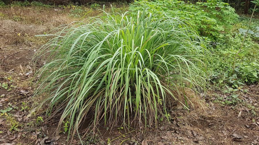 Svazky citronové trávy (Cymbopogon citratus) na trhu