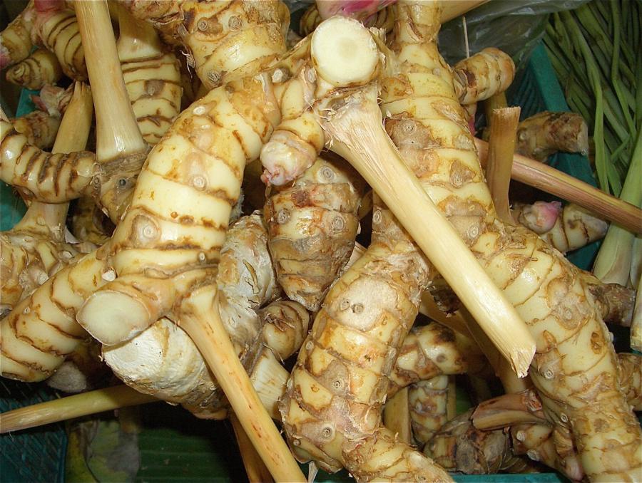 Oddenky galangalu (Alpinia galanga)