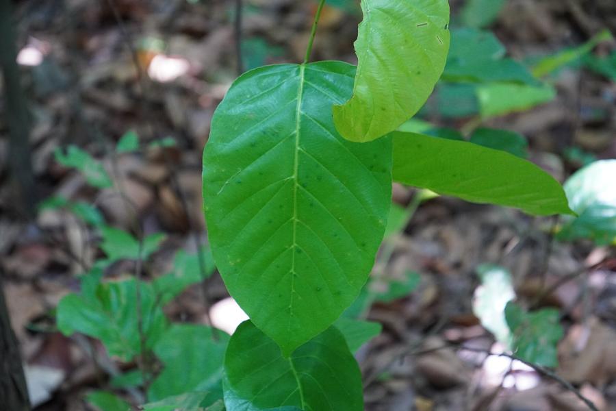 Listy stromu Mitragyna speciosa