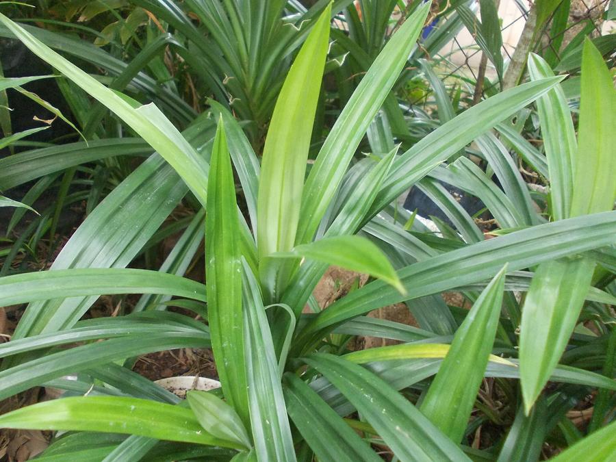 Listy pandánu (Pandanus amaryllifolius)