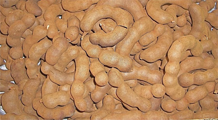 Plody tamarindu (Tamarindus indica)