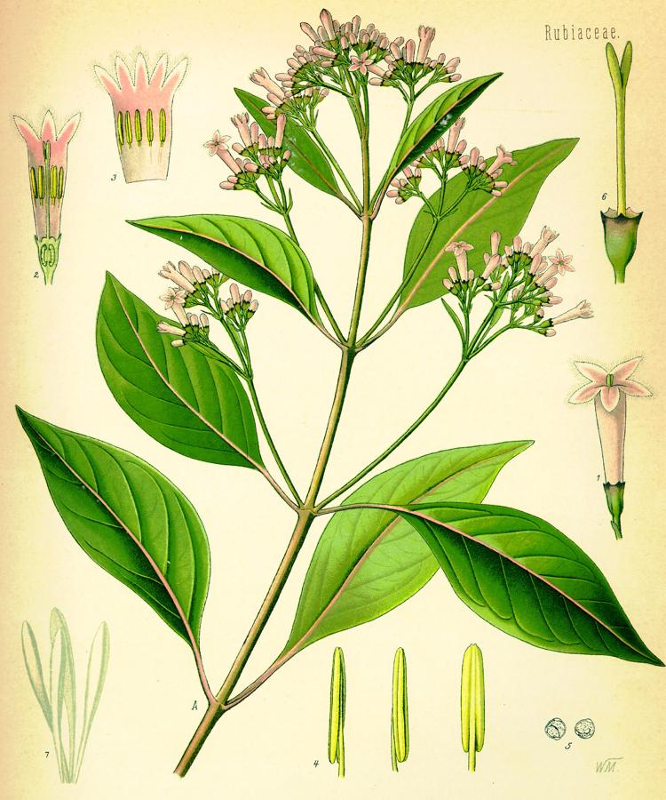 Chinovník lékařský (Cinchona officinalis), botanická ilustrace z Köhlerova herbáře