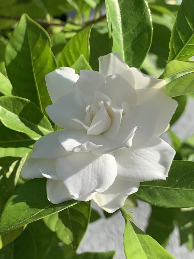 Květ gardénie (Gardenia jasminoides)