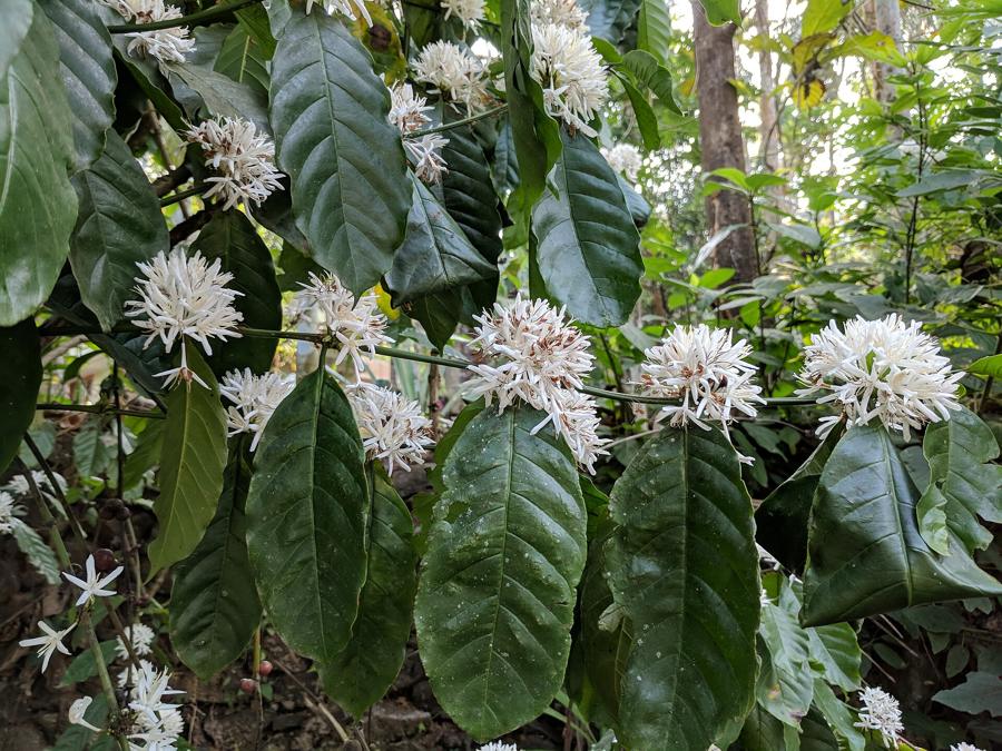 Kvetoucí kávovník arabský (Coffea arabica)