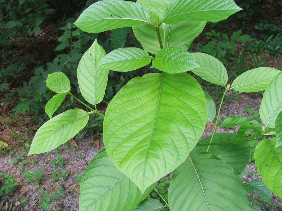 Strom Mitragyna speciosa