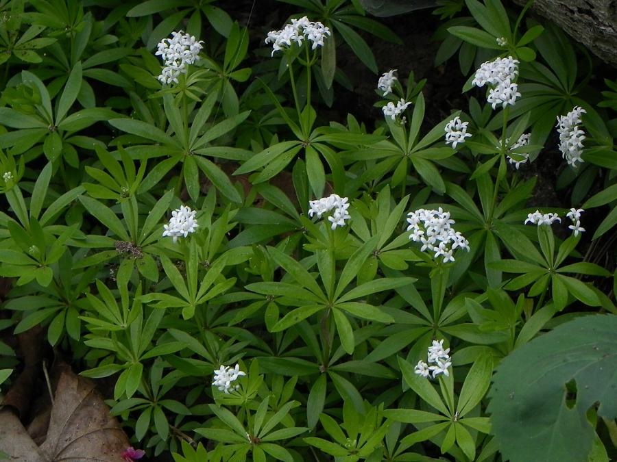 Svízel vonný (Galium odoratum) v lese