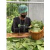 kratom kratak