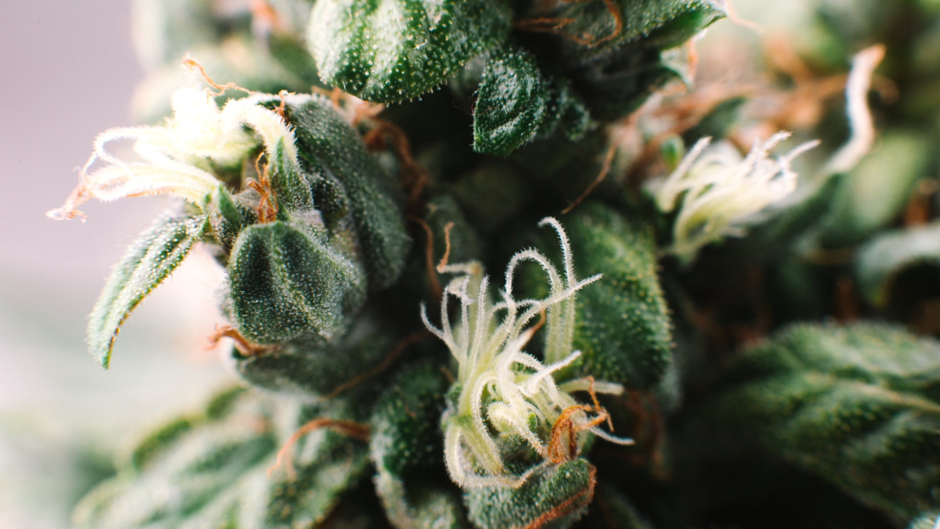 Jaký je rozdíl mezi HHC a HHC-P?