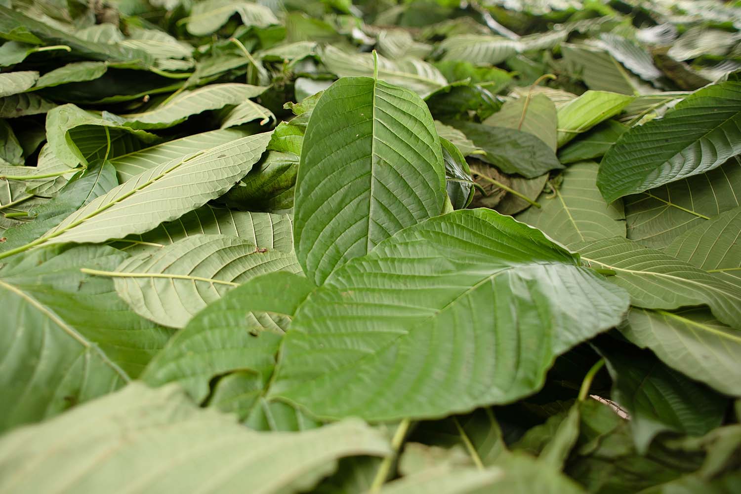 Nejlevnější kratom v ČR