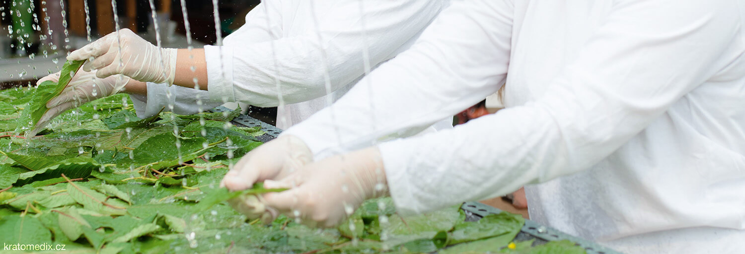 Kratom production