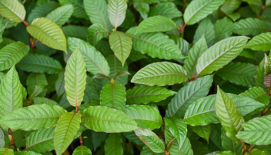 Legální status kratomu v ČR