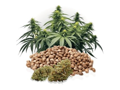 autoflowering
