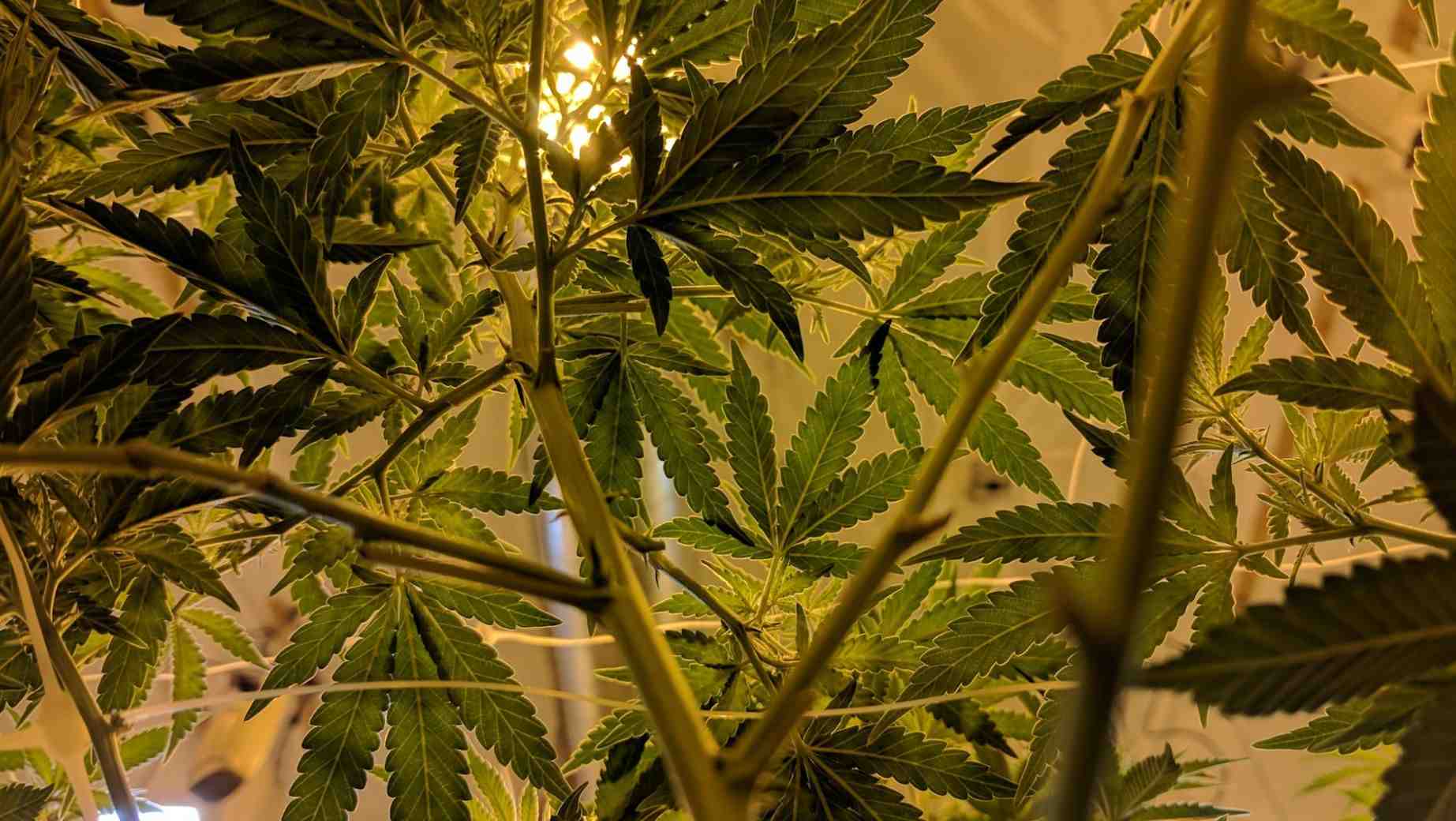 HHC UPDATE - Proč se HHC zakázalo a kdy bude legální v Česku?