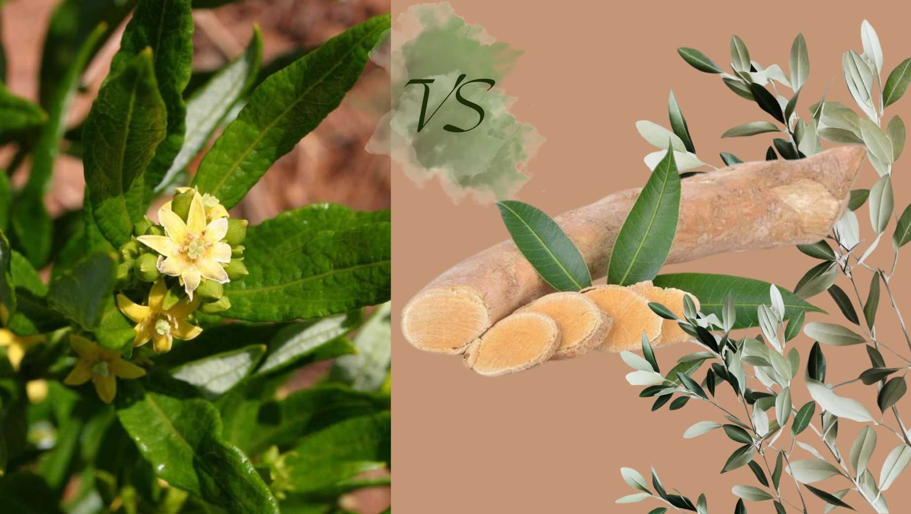 Fadogia Agrestis vs. Tongkat Ali