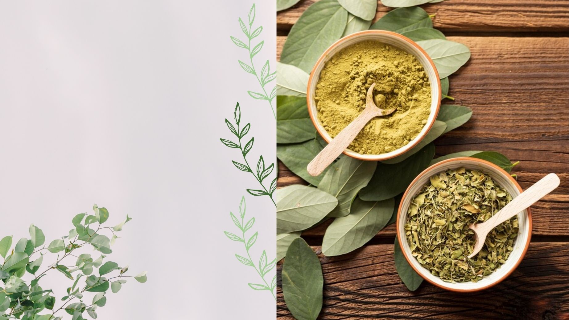 Zelený kratom a jeho účinky