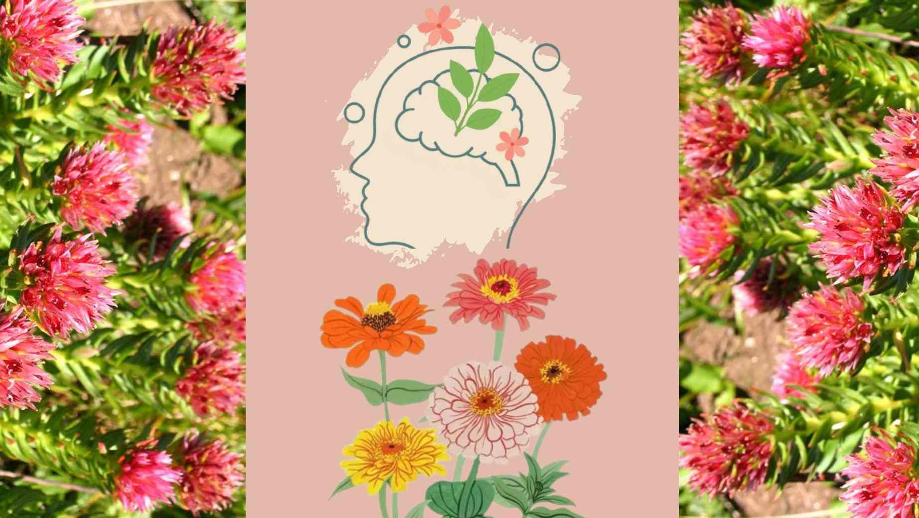 Co to je Rhodiola a jaké má účinky?