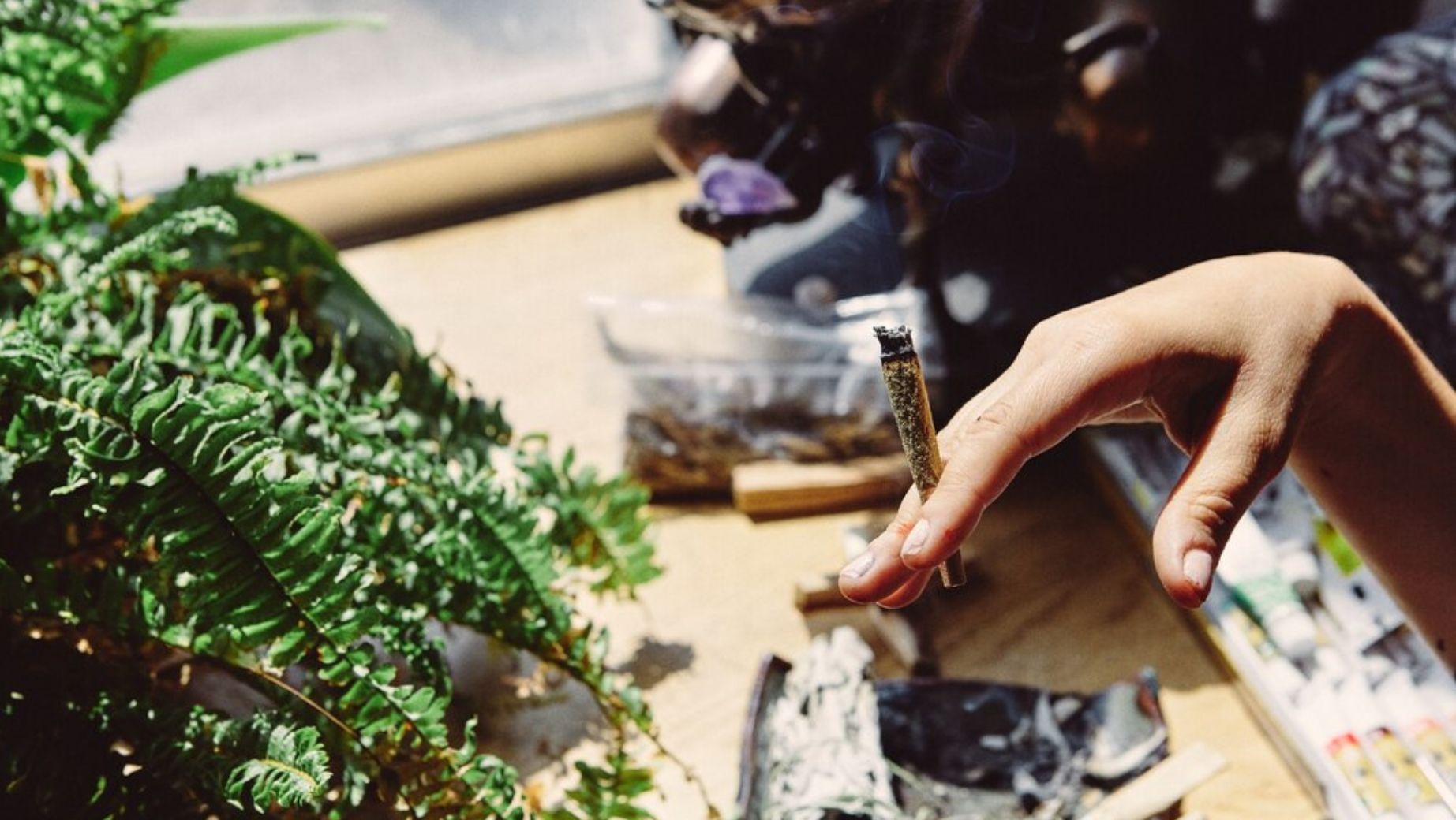 Pěstování konopí v ČR