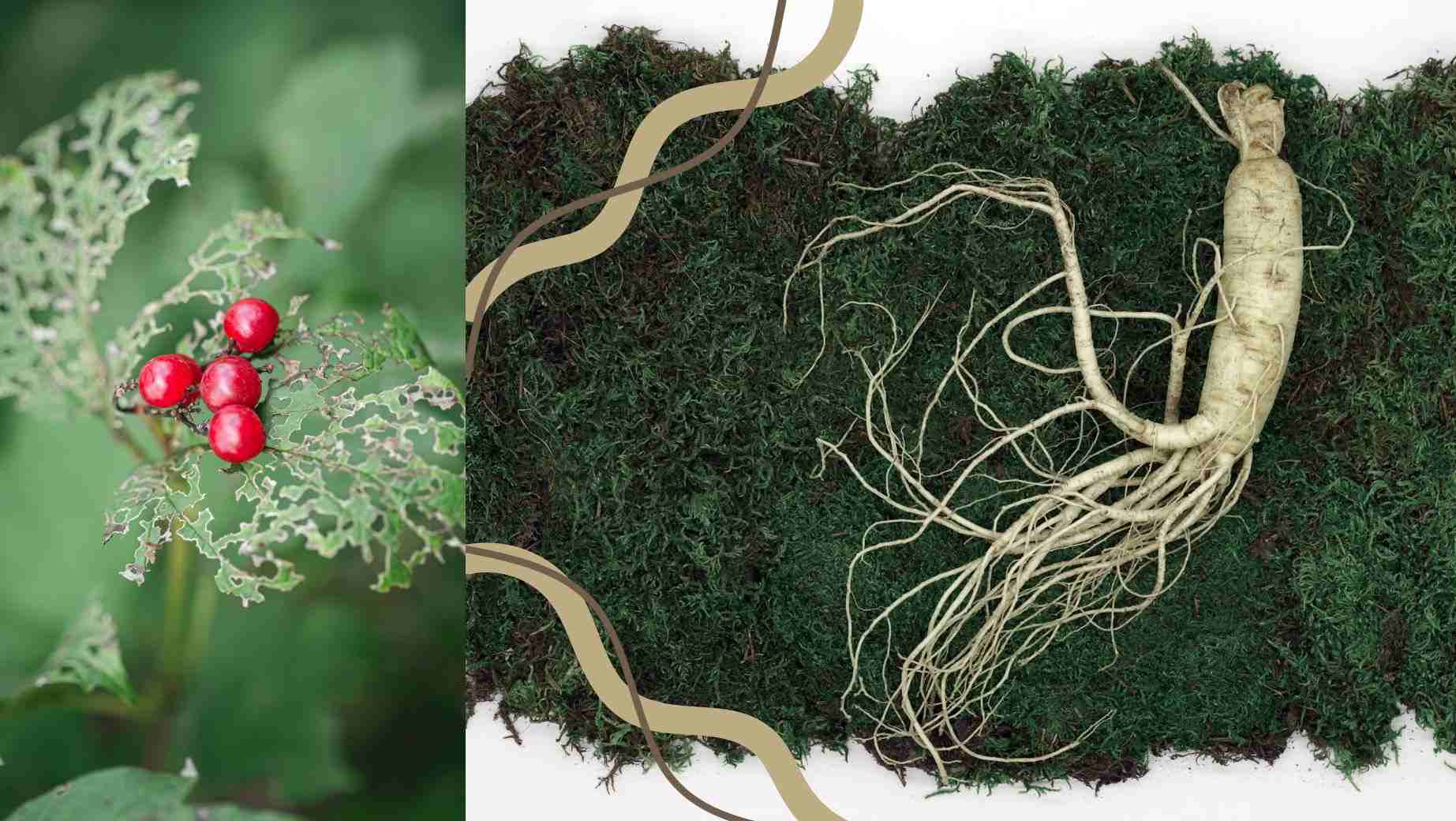 Co to je Asijský ženšen (Panax Ginseng)?