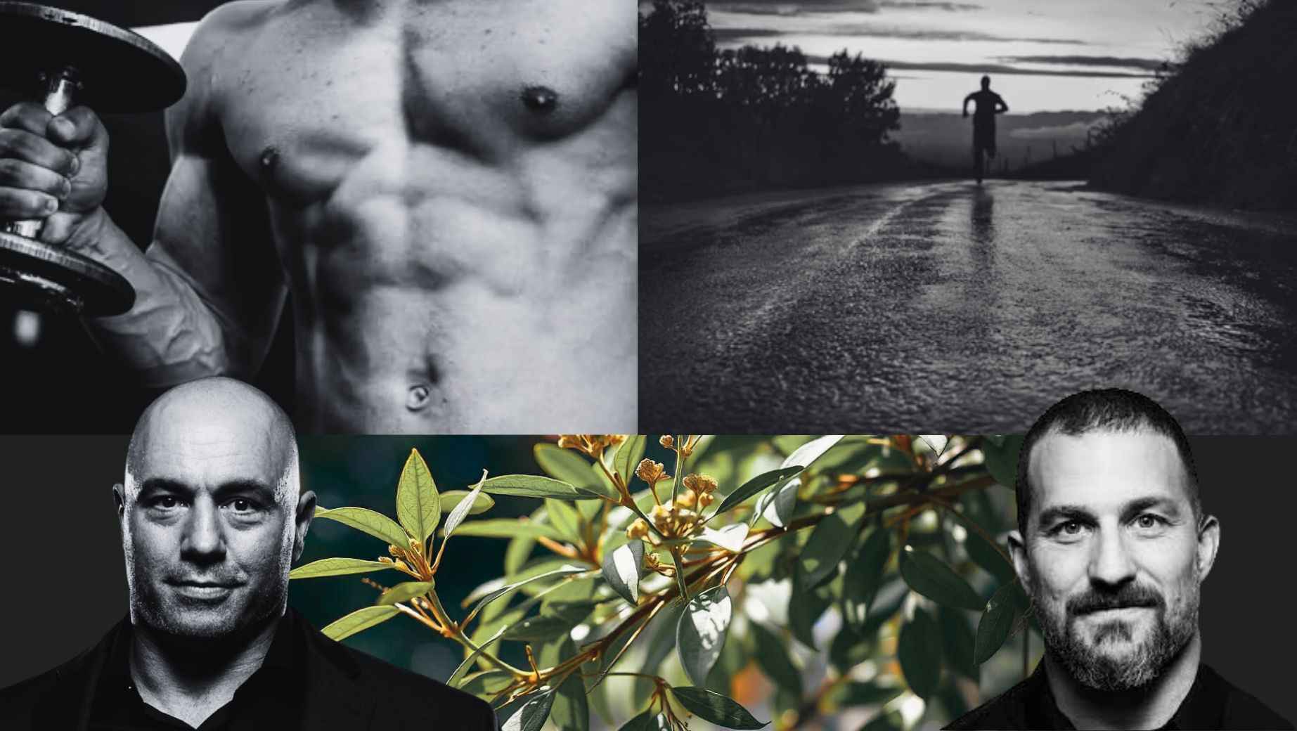 Jaké jsou účinky Tongkat Ali? Pohled Joe Rogana a Andrew Hubermana