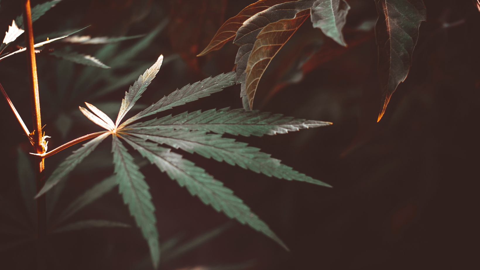 HHC: Novinka ve světě konopí