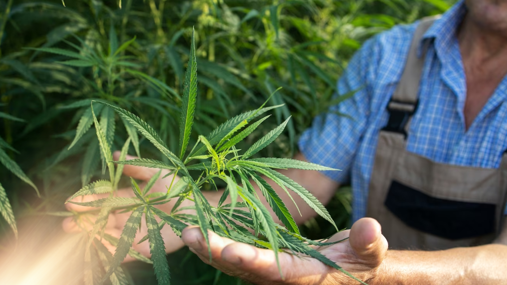 Jak najít kvalitní HHC a na co si dát pozor?