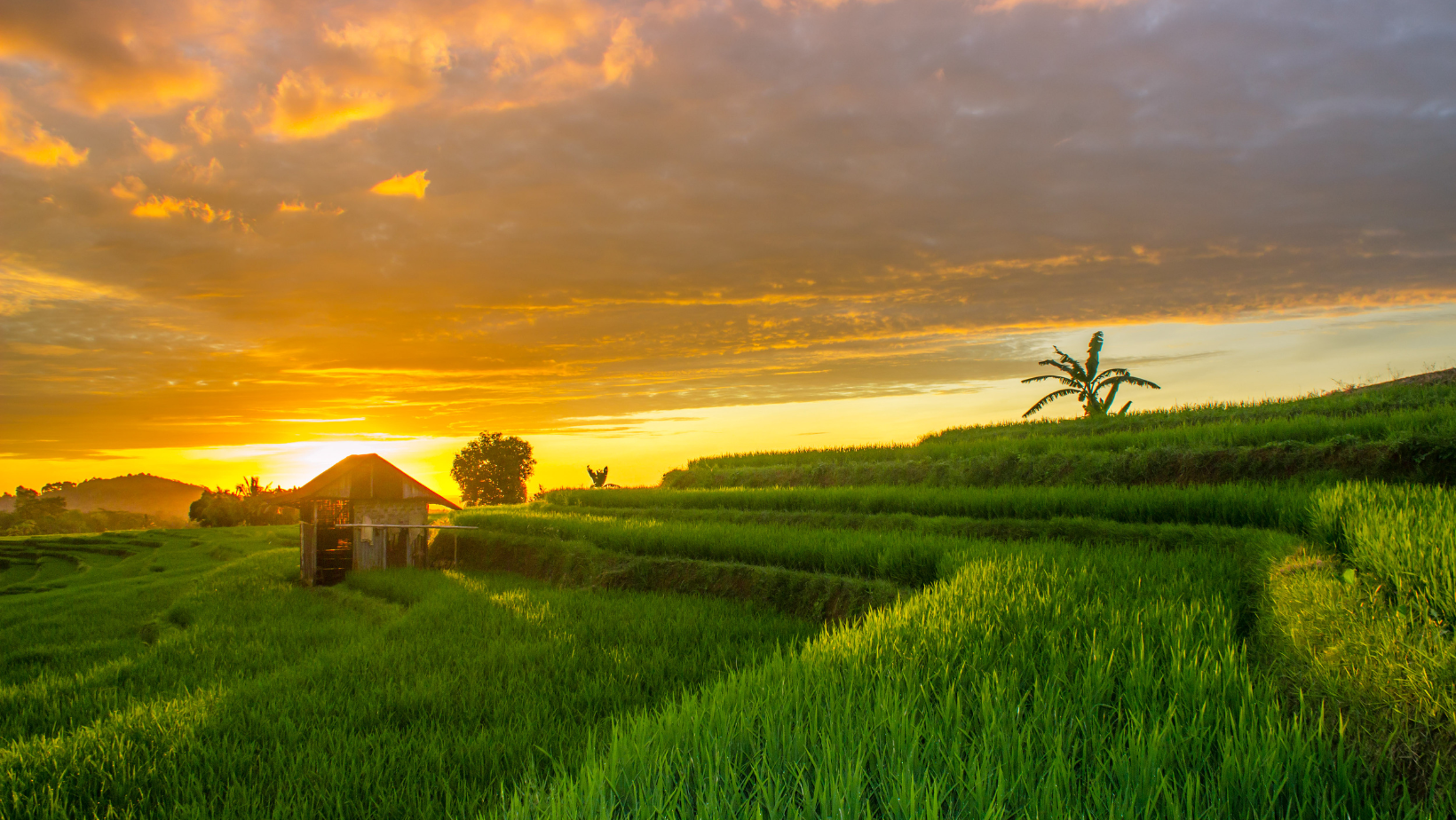 Nezkrotná Indonésie: Domov kratomu