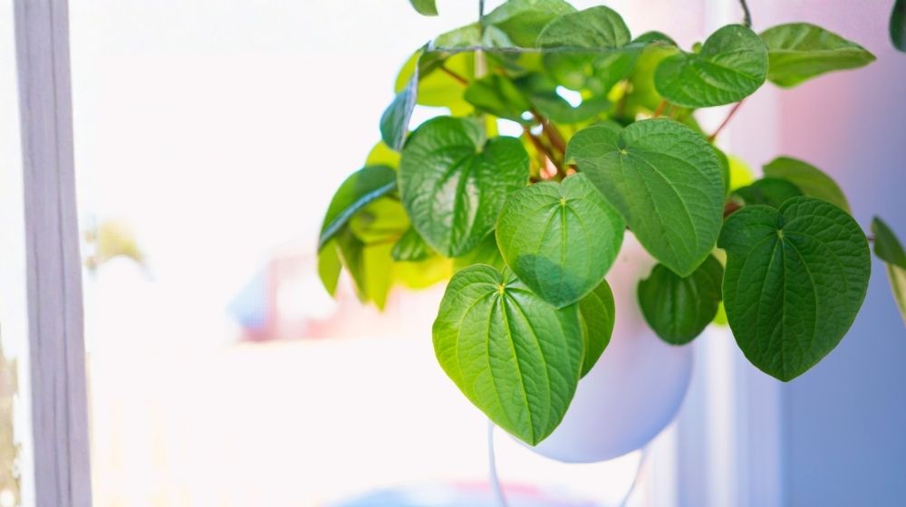 Zkušenosti s kava kava: Tohle lidé zjistí až po několika dnech