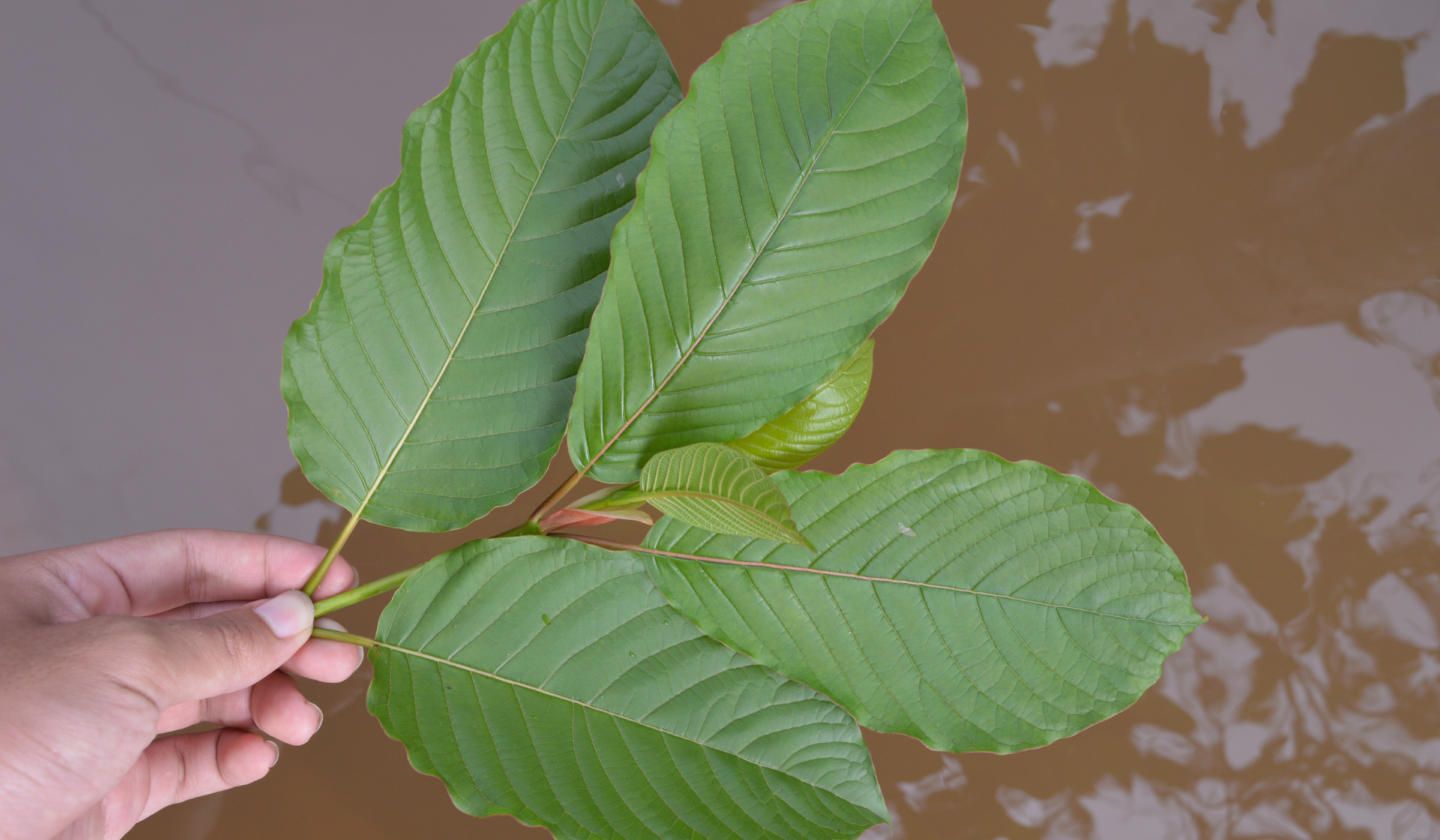 Druhy kratomu: Znáte je všechny?
